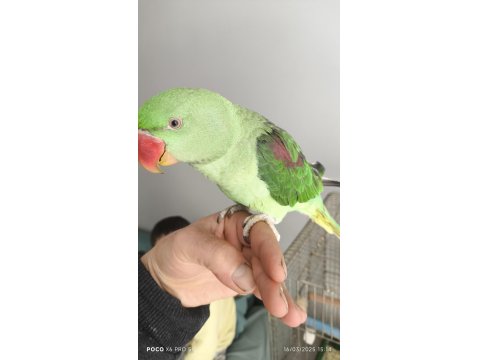 Alexander Papağanımız Coco