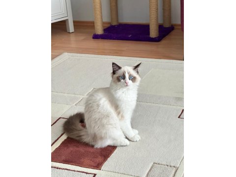 7 Aylık Erkek Bicolor Ragdoll