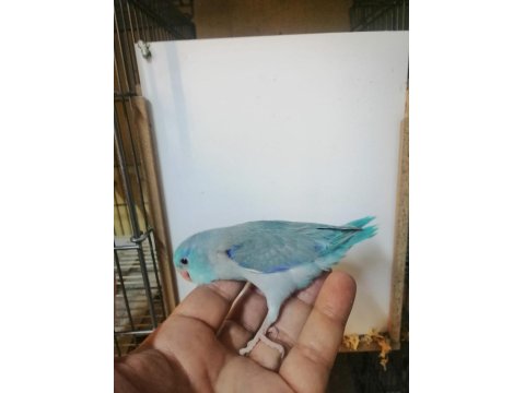 Asforpus Mutasyon Forpus Papağanı