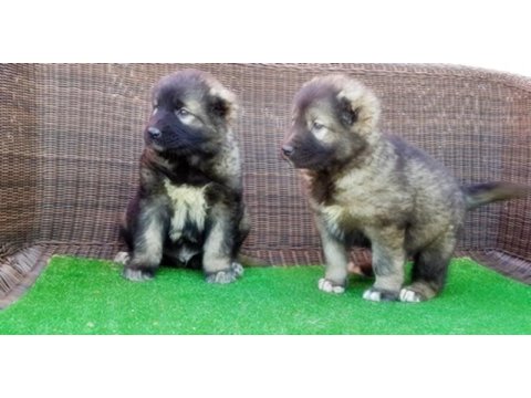 Kafkas Çoban Köpeği