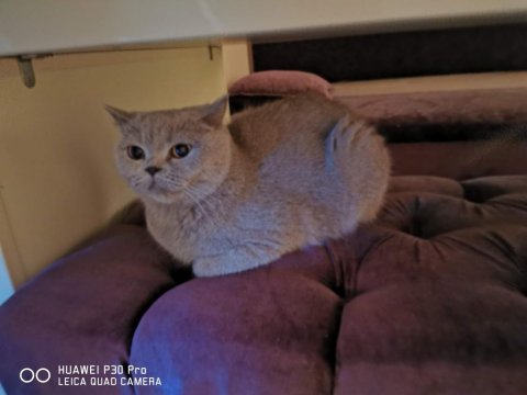 Anne Kedimiz Ve Kızı