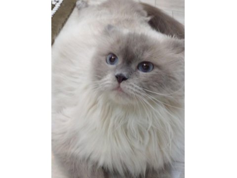 3 Yaşında Ragdoll Kızımıza Yuva Arıyoruz