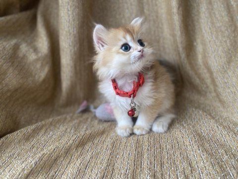 Golden British Longhair Kedimiz