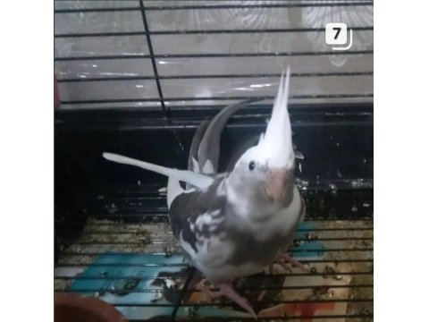 Çekmeköy Sultan Papağanı 2 Aylık