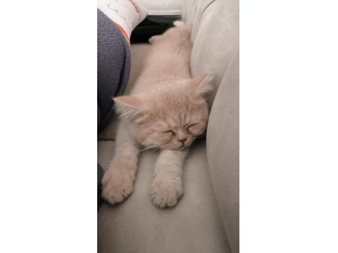 2 Buçuk Aylık Erkek Kedimiz Exotic Shorthair