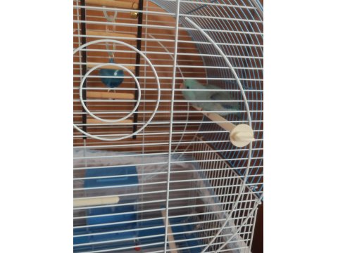 15 Ağustos Doğumlu Mavi Erkek Forpus Yavrusu