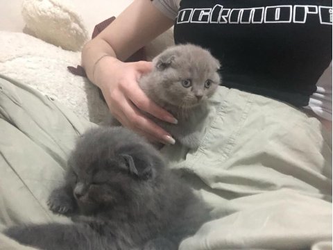 Acil Scottish Fold Yavru Koyu Siyah