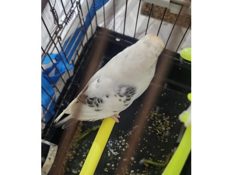 Gökbeyazı Ve Gri Süslemeli Genç Erkek Muhabbet Kuşu