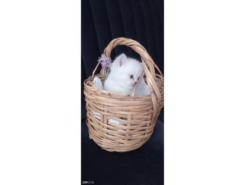 Mavi Göz Kedimiz Sahiplendirilir