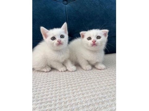 Kedilerimizi Sahiplendiriyoruz