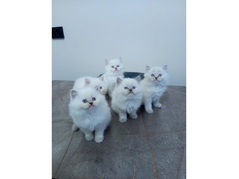 Pamuk British Longhair Yavrularımız