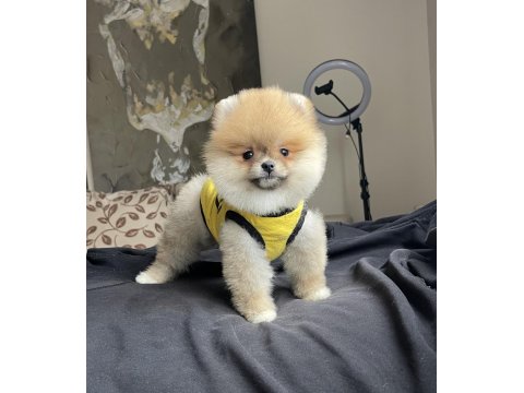 Ayı Surat Pomeranian Boo Yavrular