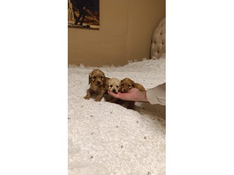 Tatlı Mi Tatlı Poodle Minikler