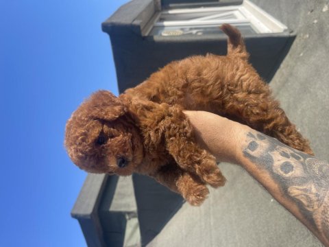 Red Brown Toy Poodle Yavrular