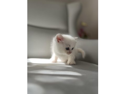 Dişi Güzel British Shorthair Bebeğim