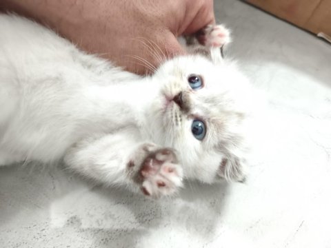 Yeni Yavru Kediler Asil Ve Çok Uygun