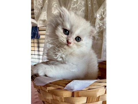 Golden Ve Silver British Longhair Bebekler