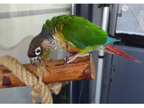 Konur Papağanımız
