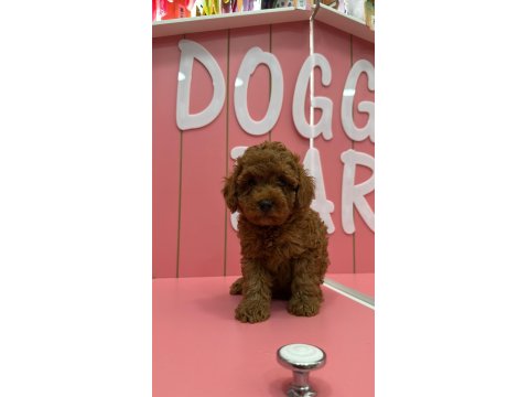 Tüy Yumakları Köpeklerimiz Yeni Mutlu Ailesini Arıyor