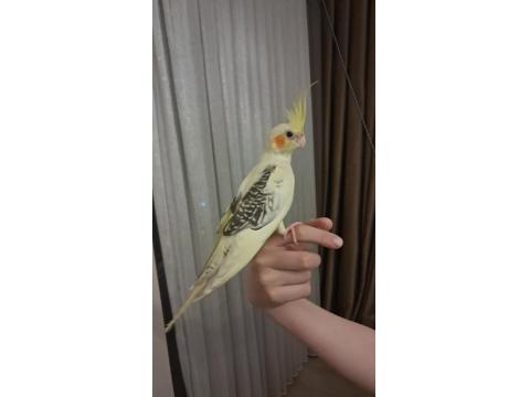 3 Aylık Erkek Sultan Papağanı