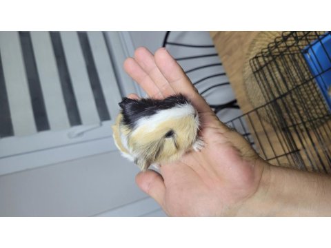 Fethiyede Guinea Pigler Sizleri Bekliyor