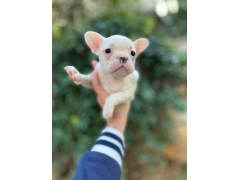 Muhteşem Yüzlü French Bulldog Yavrularımız