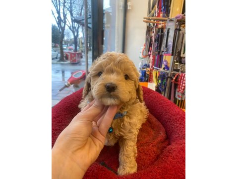 Poodle Erkek Aklıma Yatan Irk Olursa Takas Da Yapabilirim