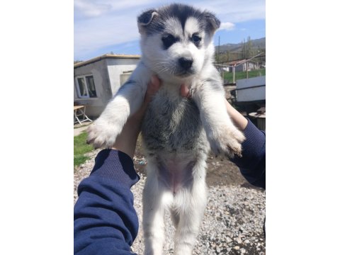 Uygun Fiyata Sağlıklı Husky Yavrular