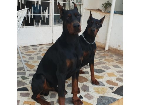 Irk Garantili Doberman Yavruları