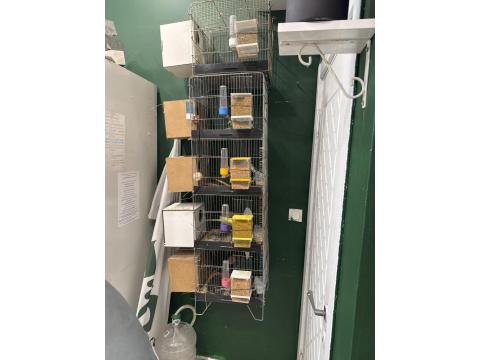 Yavrulu Yumurtalı Bakıcı Muhabbet Kuşu Takımlar