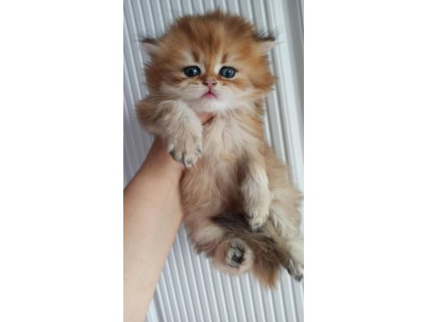 Emsalsiz British Longhair Ny11