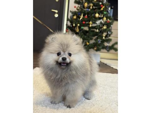 Gülen Yüz Üst Düzey Dişi Pomeranian