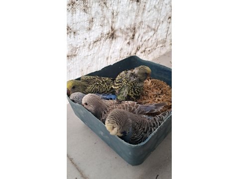 Kaliteli Muhabbet Yavrular Ele Alıştırmalık Konuşturmalık