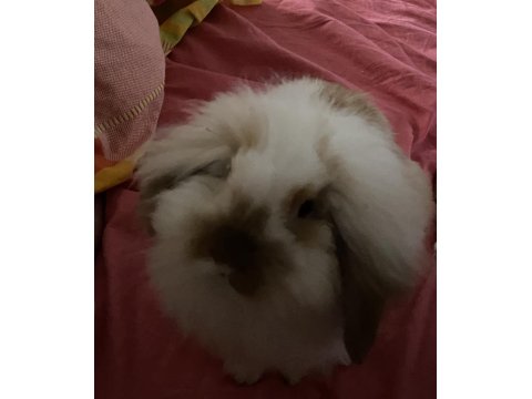 Hollanda Lop Tavşanı