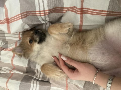 Pomeranian 5 Aylık