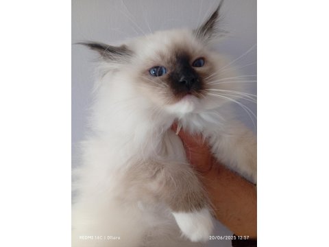 2 Erkek Mitted Ragdoll Yavrum Ailesini Arıyor