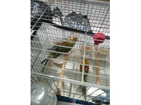 Şarkıcı Pareket Papağanı