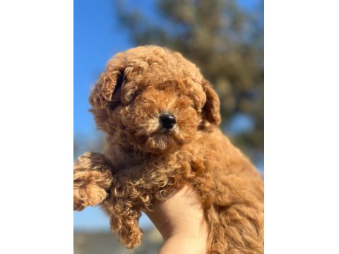 Tüy Yumağı Poodle Yavrumuz