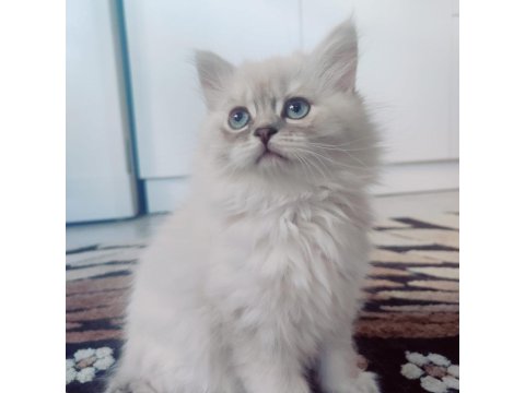 British Longhair 65 Günlük Yavrular