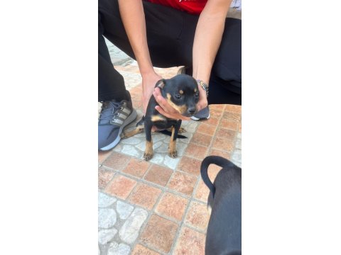7 Aylık Dişi Minyatür Pinscher (Pinçır) – Kaçırılmayacak