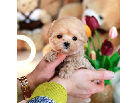 Teddy Bear Kore Kaniı Toy Poodle Yavrulariımız