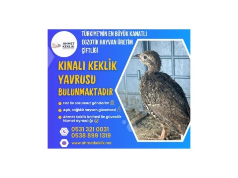 Kınalı Keklik Yavrusu Bulunmaktadır
