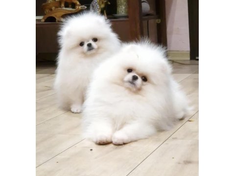 Bembeyaz Ayı Surat Pomeranian