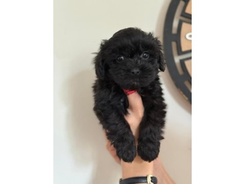 Tüy Derdi Olmayan Nadir Irk Maltipoo Yavrular