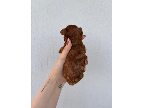 Toy Poodle Bebek Köpekler