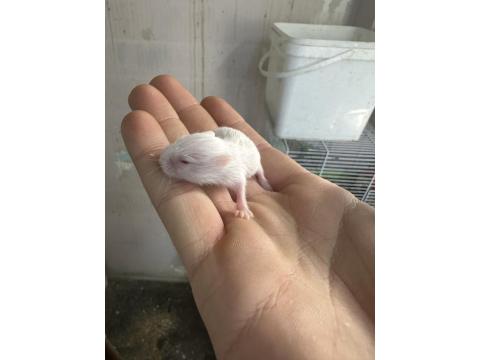 30-35 Tane Satılık Hamster