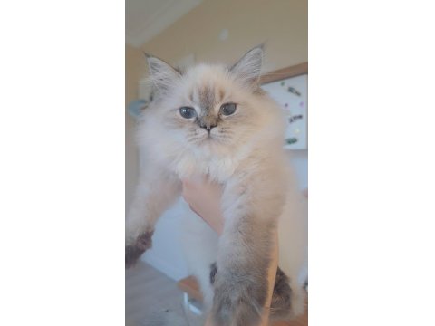 Cana Yakın Oyuncu British Yavrular