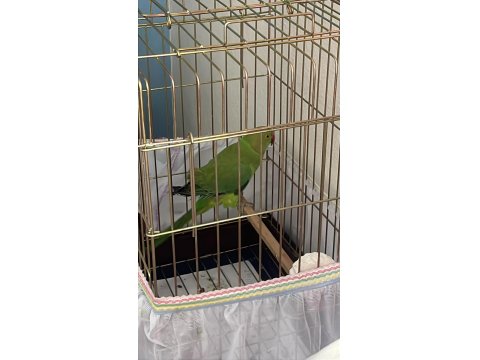 Pakistan Papağanı Kafesi Yemleri Her Şey Dahil Erkek