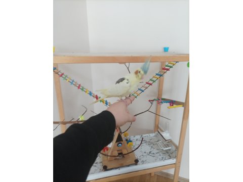 Full Evcil Erkek Sultan Papağanı