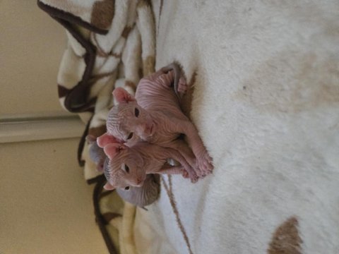 Şecereli Annenin Tatlı Elf Sphynx Yavruları